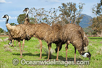 Emus Outback Australia Photo - Gary Bell
