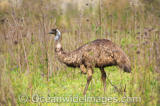 Emus Outback Australia photo Emus Outback Australia photo
