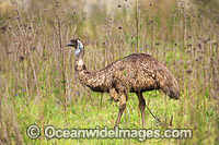 Emus Outback Australia Photo - Gary Bell