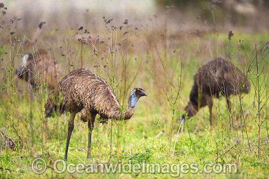 Emus Outback Australia photo Emus Outback Australia photo