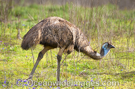 Emus Outback Australia photo Emus Outback Australia photo