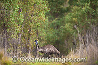 Emus Outback Australia Photo - Gary Bell