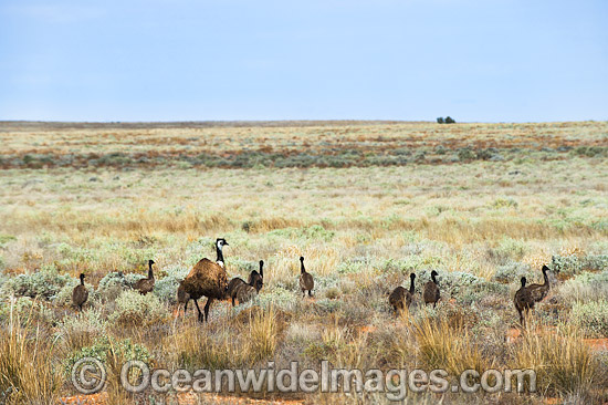 Emu adult male with chicks photo Emu adult male with chicks photo