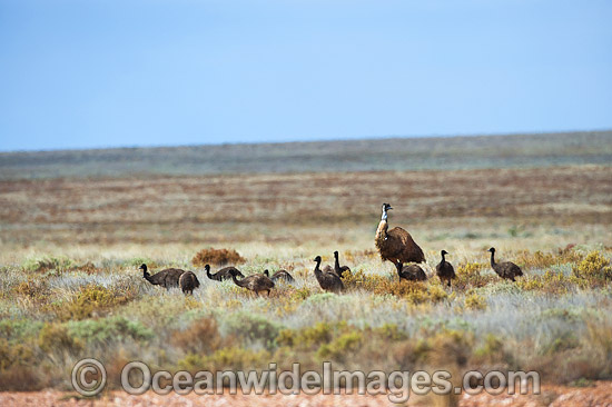 Emu adult male with chicks photo Emu adult male with chicks photo