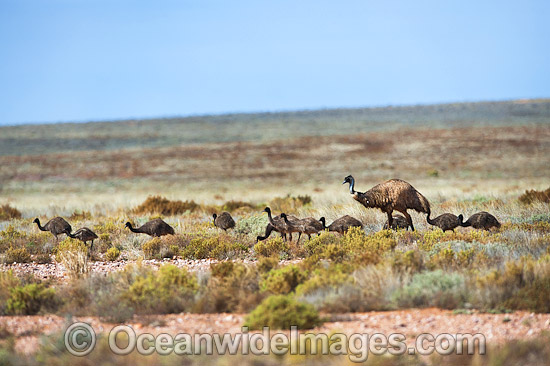 Emu adult male with chicks photo Emu adult male with chicks photo