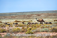 Emu adult male with chicks Photo - Gary Bell