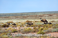 Emu adult male with chicks Photo - Gary Bell