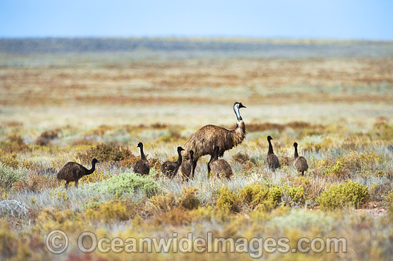 Emu adult male with chicks photo Emu adult male with chicks photo