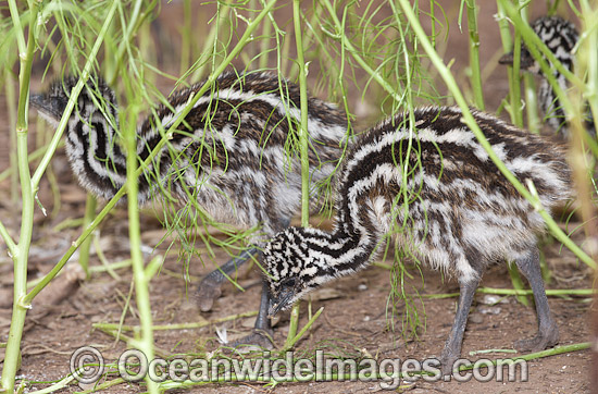 Emu chicks photo Emu chicks photo