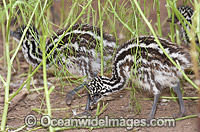 Emu chicks Photo - Gary Bell