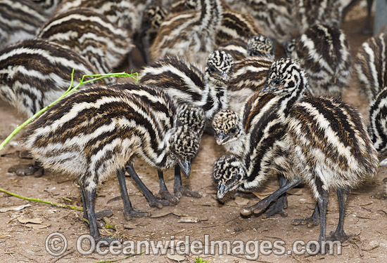 Emu chicks photo Emu chicks photo