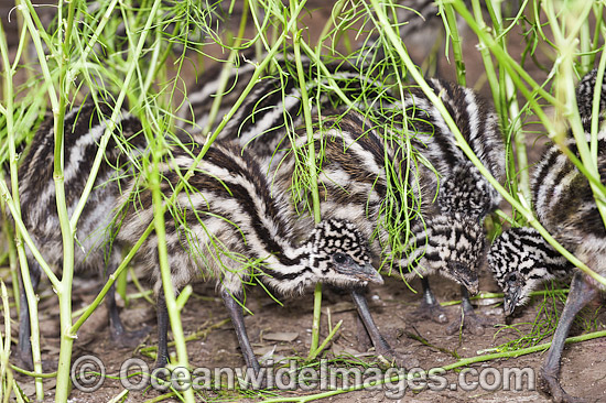 Emu chicks photo Emu chicks photo