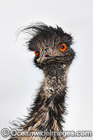 Emu face Photo - Gary Bell