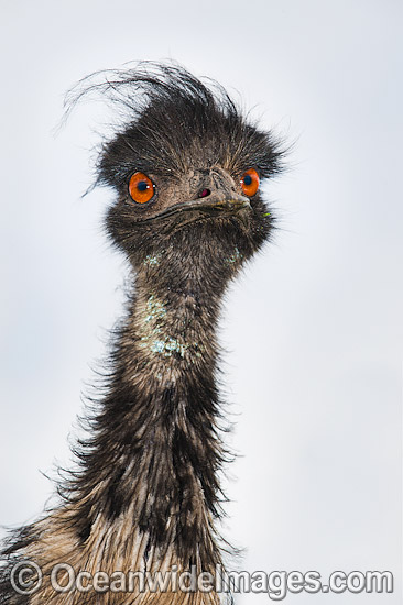 Emu head shot photo