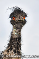 Emu head shot Photo - Gary Bell
