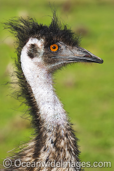 Emu head shot photo Emu head shot photo