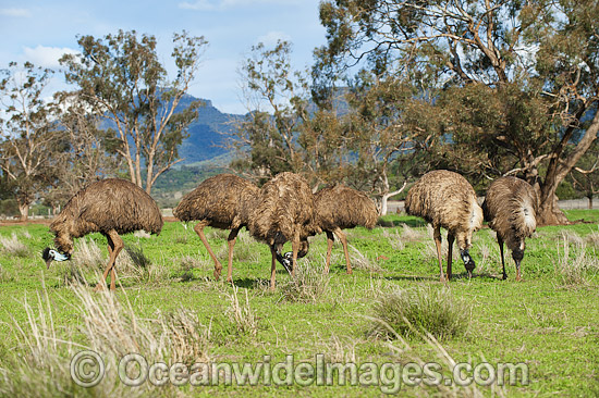 Emus Australia photo Emus Australia photo