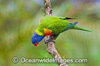 Rainbow Lorikeet Photo - Gary Bell
