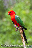 Australian King Parrot Photo - Gary Bell