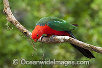 Australian King Parrot male Photo - Gary Bell
