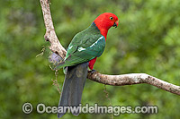 Australian King Parrot Photo - Gary Bell