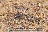 Meat Ants on nest Photo - Gary Bell