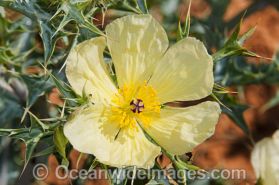 Wildflowers Warrumbungles photo Wildflowers Warrumbungles photo