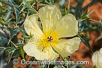 Wildflowers Warrumbungles Photo - Gary Bell