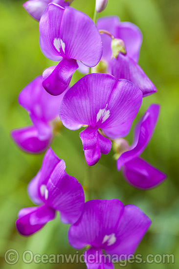 Wildflowers outback Australia photo