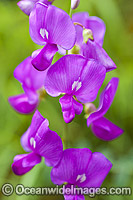 Wildflowers outback Australia Photo - Gary Bell