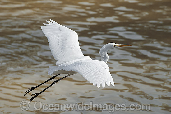 Great Egret flying photo Great Egret flying photo