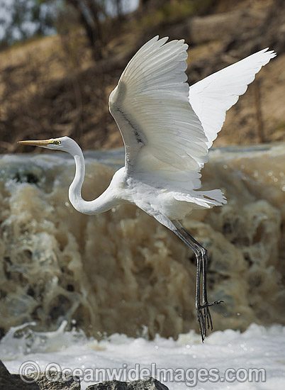 Great Egret flying photo Great Egret flying photo