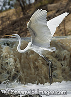 Great Egret flying Photo - Gary Bell