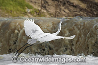 Great Egret Darling River Photo - Gary Bell