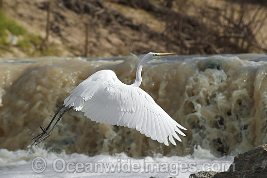 Great Egret flying photo Great Egret flying photo