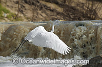 Great Egret flying Photo - Gary Bell