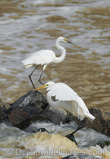 Great Egrets Darling River photo Great Egrets Darling River photo
