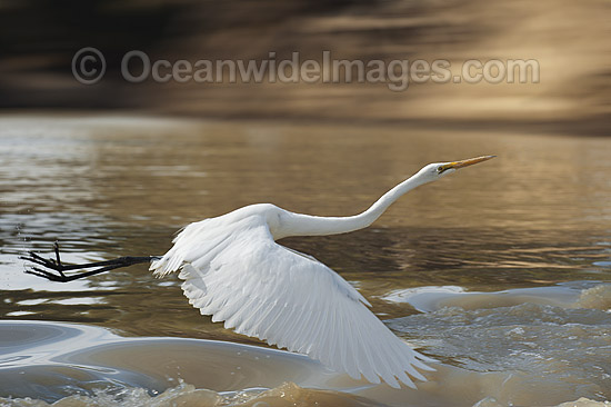 Great Egret flying photo Great Egret flying photo