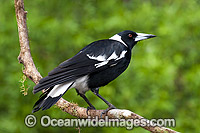 Australian Magpie Gymnorhina tibicen Photo - Gary Bell