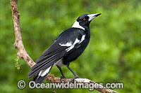 Australian Magpie Photo - Gary Bell