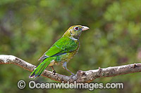 Green Catbird Ailuroedus crassirostris Photo - Gary Bell