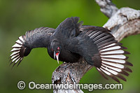 Australian Chough Corcorax melanorhamphos Photo - Gary Bell