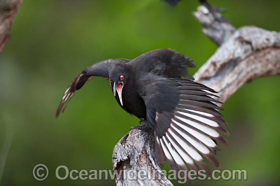 White winged Chough Corcorax melanorhamphos photo