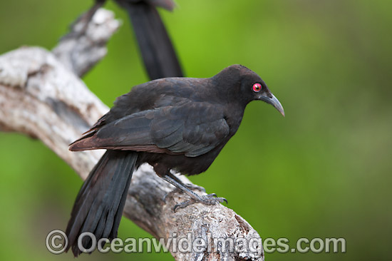 Chough Corcorax melanorhamphos photo