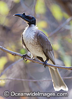 Noisy Friarbird Philemon corniculatus Photo - Gary Bell