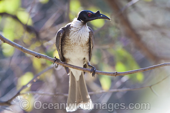 Noisy Friarbird Philemon corniculatus photo Noisy Friarbird Philemon corniculatus photo