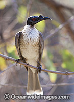 Noisy Friarbird Philemon corniculatus Photo - Gary Bell