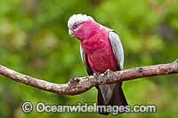 Galah Cacatua roseicapilla Photo - Gary Bell