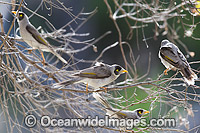 Noisy Miner Manorina melanotis Photo - Gary Bell