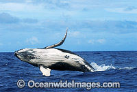 Humpback Whale breaching Photo - Gary Bell